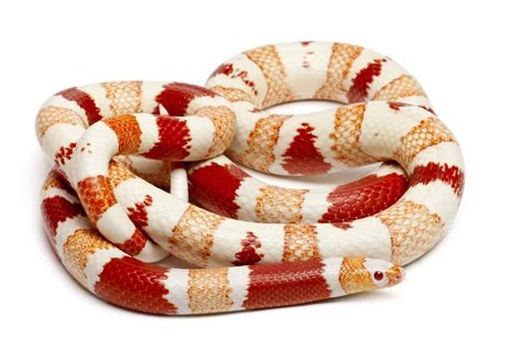 Baby Milk Snake: 7 Pictures and 6 Amazing Facts - A-Z Animals