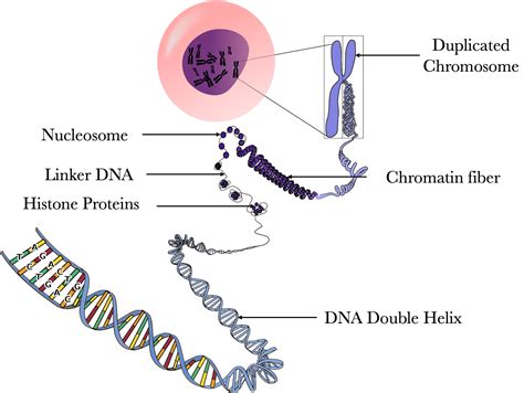 Chromosome Structure