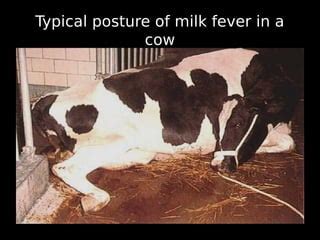 Milk fever | PPT