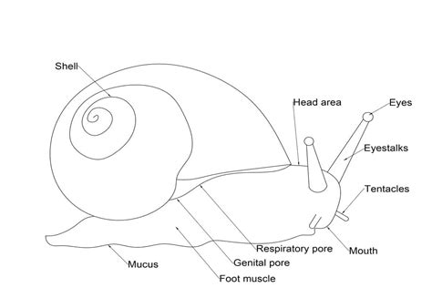 Snails External Anatomy - Shrimp and Snail Breeder