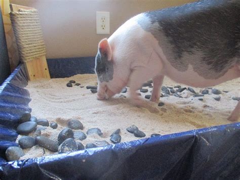 Mini Pig Enrichment Ideas & Inspiration - Mini Pig Info Mini Pig Pet ...