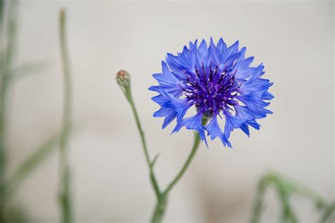 File:Cornflower Blue.jpg - Wikipedia