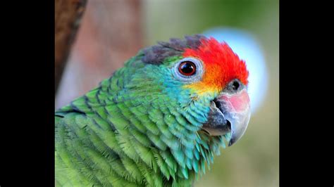 Wildlife in a Changed World: Parrot Conservation in Crisis II - Q&A ...