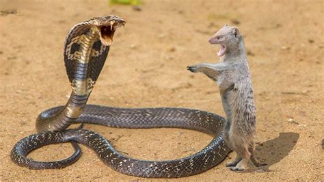 KING COBRA VS MONGOOSE | The Outcome Of The Failure | Wild animals ...