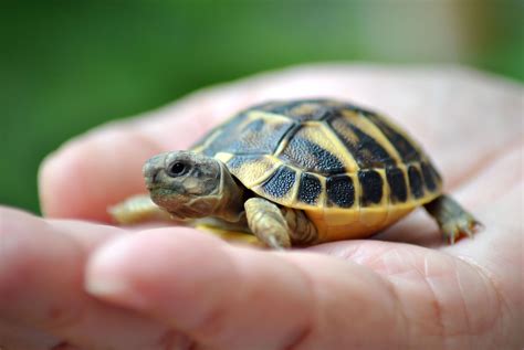 Estos son los peligros de tener tortugas como mascotas | EL HIT GUATE