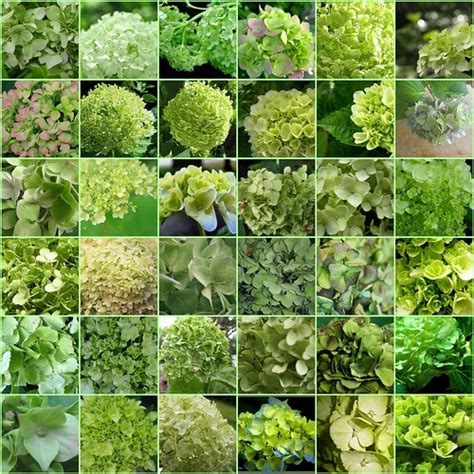 I love green hydrangeas! | 1. Fall Greens, 2. Fresh, 3. Groe… | Flickr