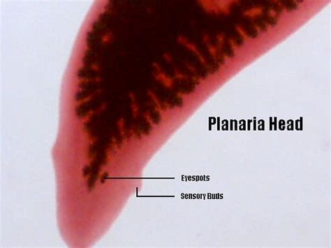 Planaria Head | Taken on my Qx3 microscope from a prepared s… | Flickr