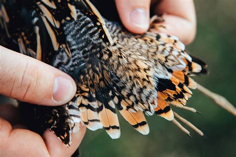 Snipe Hunting Tips | Working Man's Quail - Florida Sportsman