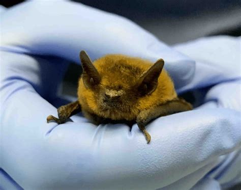 Pipistrelle Bats - Glenlivet Wildlife