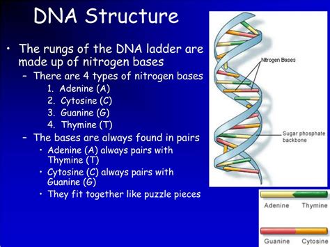 PPT - DNA PowerPoint Presentation, free download - ID:6351757