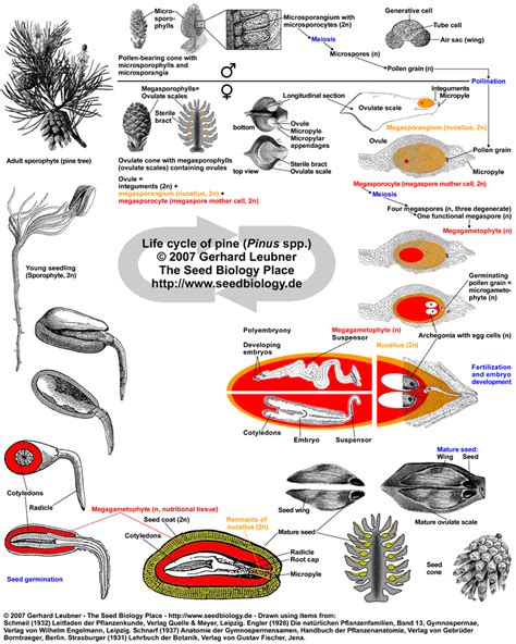 The Seed Biology Place - Seed Evolution