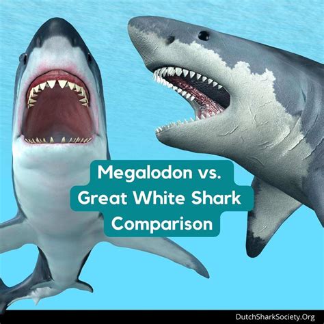 Megalodon Shark Vs Great White Shark