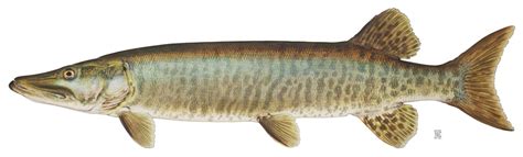 Muskellunge photo and wallpaper. Cute Muskellunge pictures