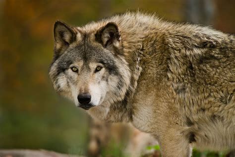 Gray Wolves Lose Endangered Species Act Protection