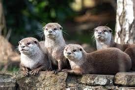 Are Pet Otters Legal | Trendybitz