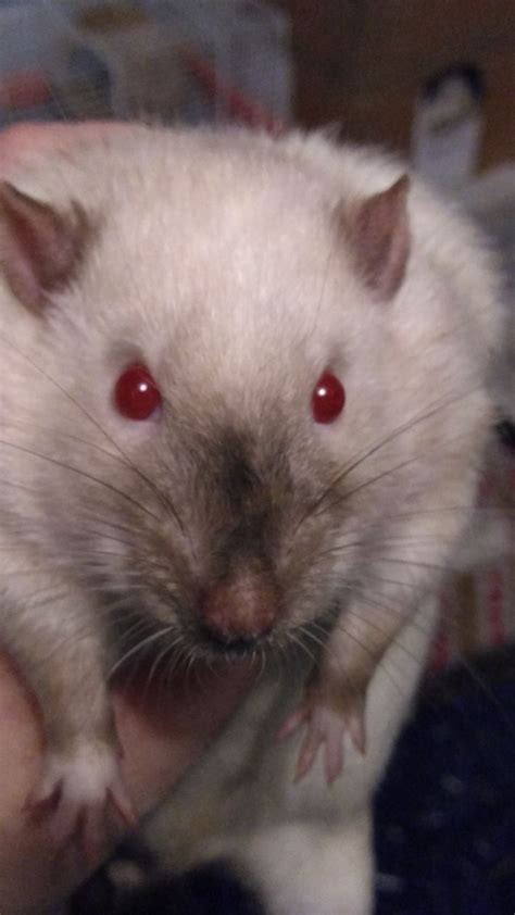 red eyed siamese rat | Animais filhotes, Filhotes, Animais