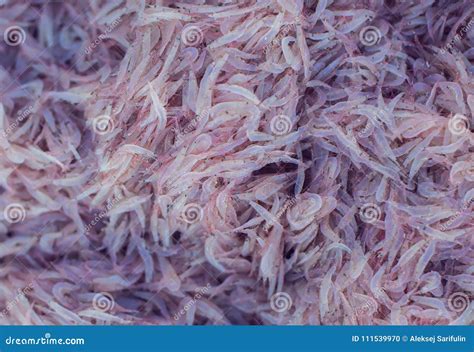 A Lot of Fresh Krill Shrimp Stock Photo - Image of delicious, white ...