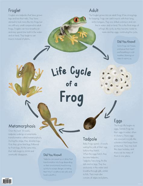 Life Cycle of a Frog Chart