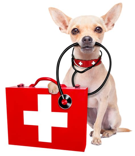 Emergency Vet Perth, Baldivis and Rockingham areas - CALL (08) 9524 1466