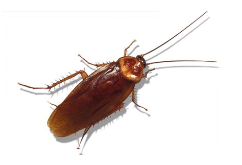 American Cockroach | Massey Services, Inc.