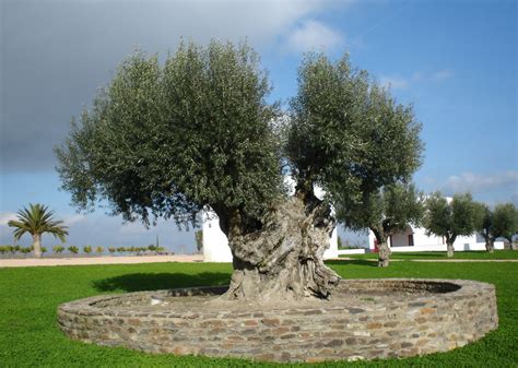 File:Olive tree.jpg - Wikipedia