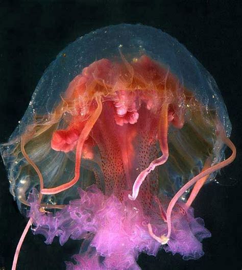 Jellyfish are cnidarians, related to sea anemones and sea slugs. They ...