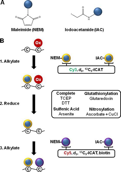 Differential alkylation indirectly detects oxidation and is modular. A ...