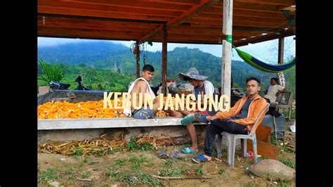 Kebun jagung - YouTube