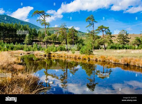 View at small river at Zlatibor mountain in Serbia Stock Photo - Alamy