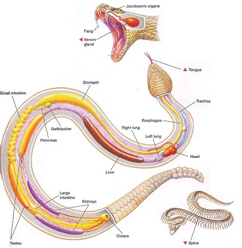 Snake anatomy | Vet medicine, Anatomy, Animal medicine