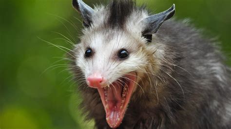 Opossum Wallpapers Images Photos Pictures Backgrounds