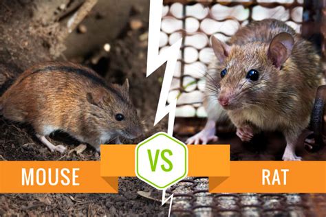 Mouse vs Rat - What's the difference? - Pest Resources