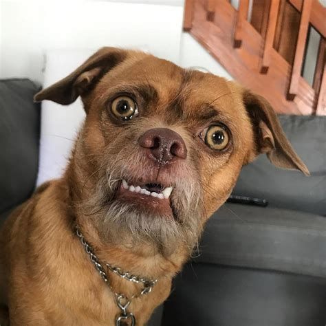 Bacon the dog has the most expressive face on all of instagram – Artofit