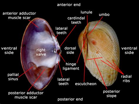 Clams: Characteristics, properties, reproduction and more