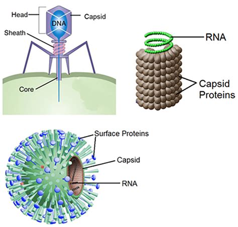 Virus Structure | Definition | Classification