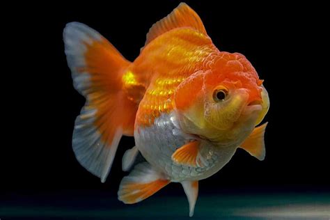 The Ultimate Care Guide For Lionhead Goldfish - Lionfish Lair