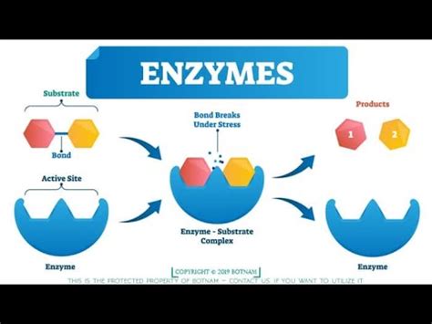 Enzyme Sucrase - YouTube