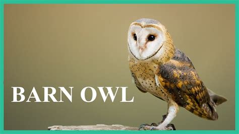 Barn owl sounds while sitting on a tree branch. Terrifying barn owl ...