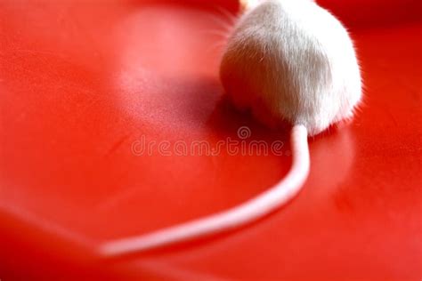 Mouse Tail stock photo. Image of close, rodent, white - 8713334