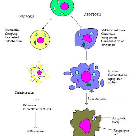 Comparison of changes during necrosis and apoptosis | Download ...