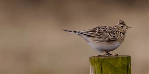 Skylark Bird UK - Top Facts, Information & Pictures