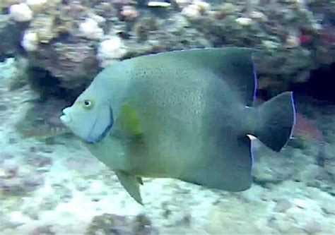 Tag: koran angelfish | Reef Builders | The Reef and Saltwater Aquarium Blog