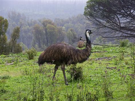 Emu Bird Facts - Emu Bird Species - Emu Bird Ecology and Behaviour