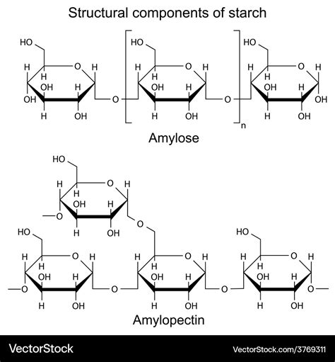 Starch Structure Diagram