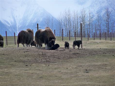 Carters In Alaska: Palmer Musk Ox Farm - May 2011