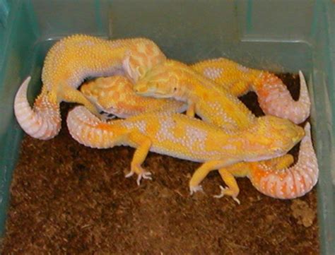 Leopard Gecko Breeding | Aggression