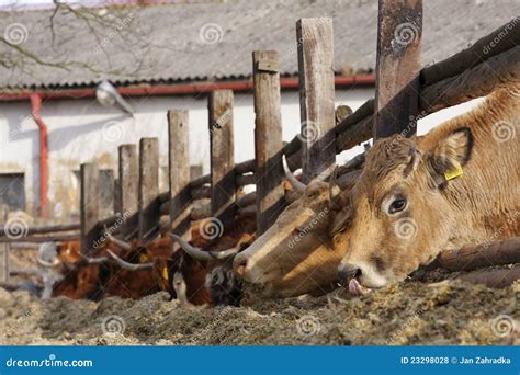 Cows eating silage stock photo. Image of horns, animal - 23298028