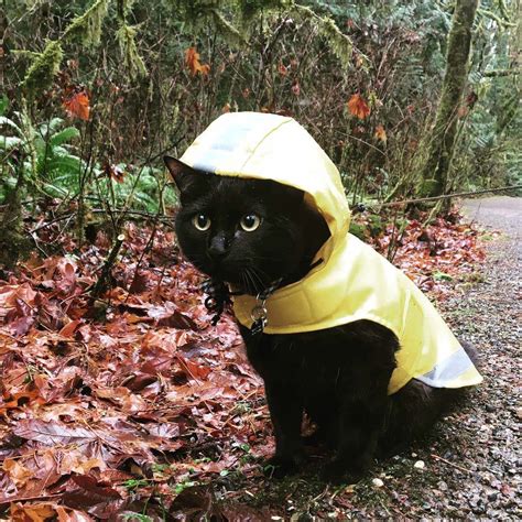 PsBattle: Cat in raincoat | Baby animals, Crazy cats, Cute animals