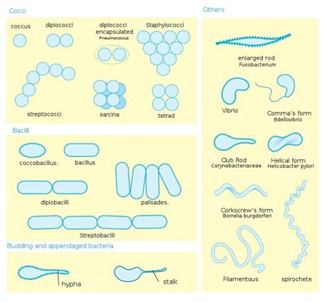 Bacteria - Definition, Shapes, Characteristics, Types & Examples