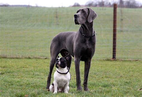 Are Great Danes Good For Dogs